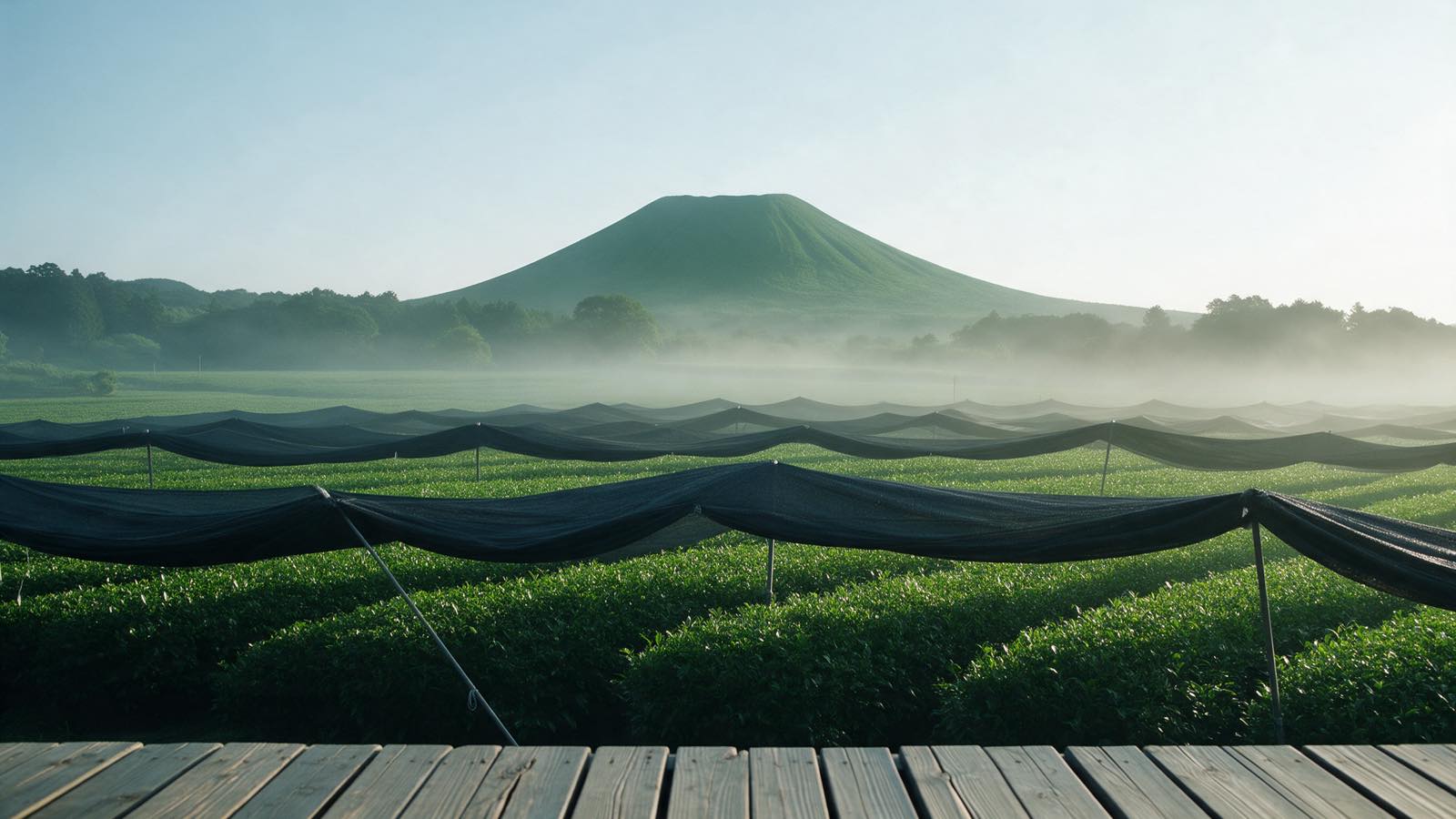A tea field seen from the veranda of an old farmhouse